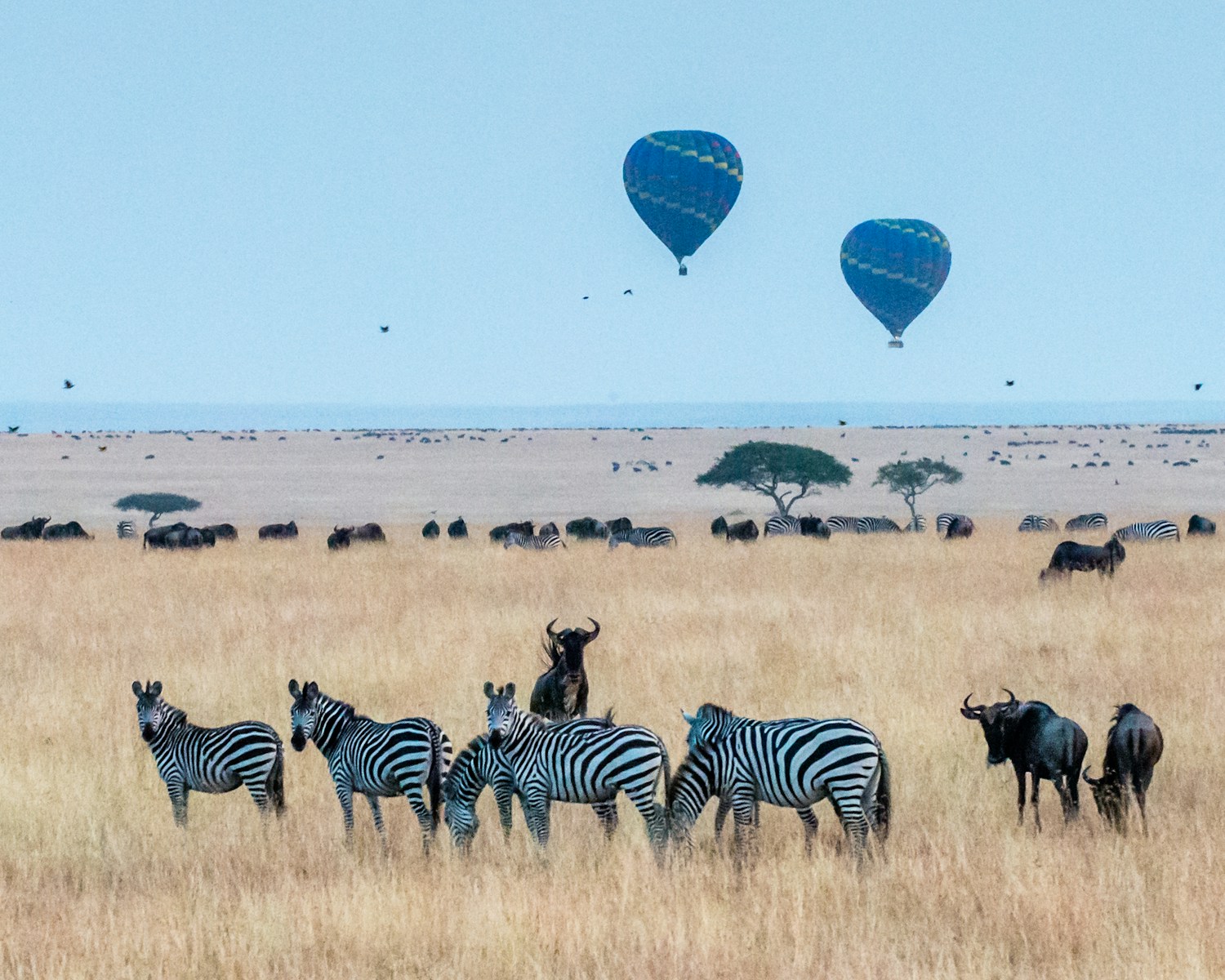 Sunrise Hot Air Balloon in Masai Mara
