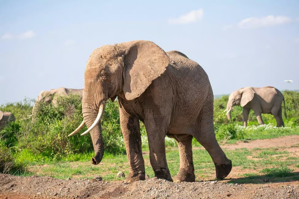 Amboseli National Park: Full Day Tour From Nairobi