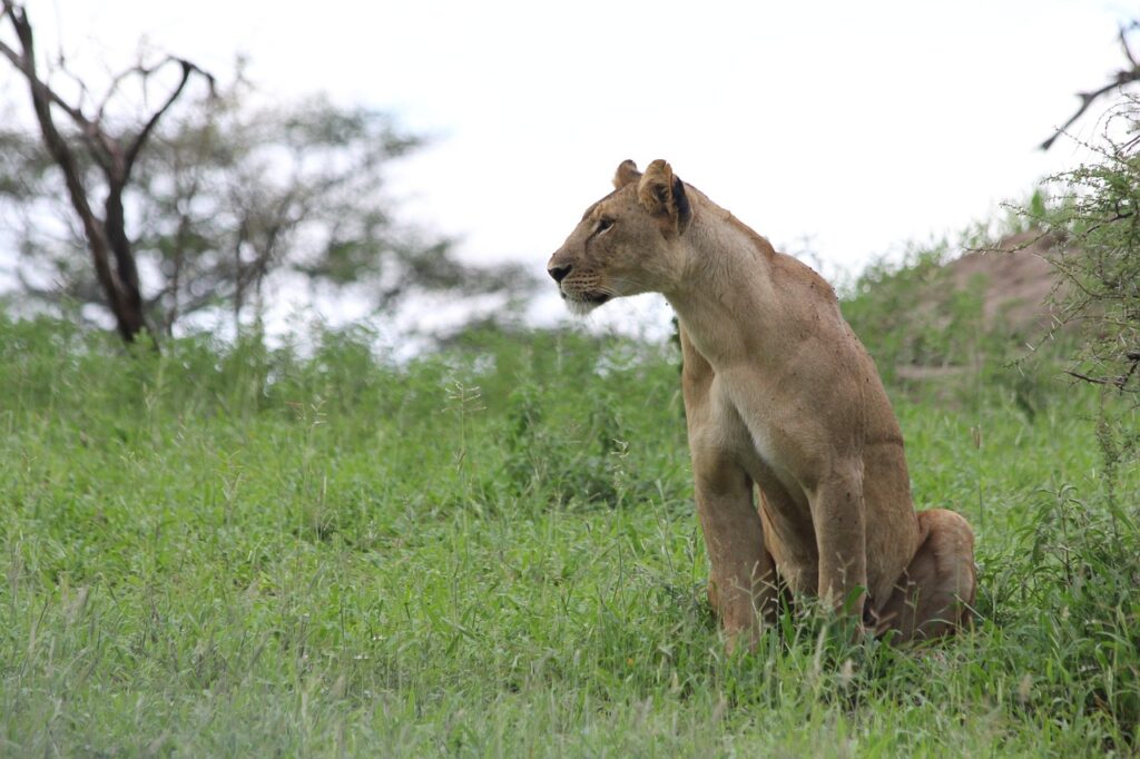 lioness, africa, tanzania, tarangire, lion, wild animal, safari, wildlife, wild, national park, wilderness, nature, lioness, lioness, lioness, lioness, lioness, tarangire, tarangire, tarangire, tarangire, lion, lion, lion