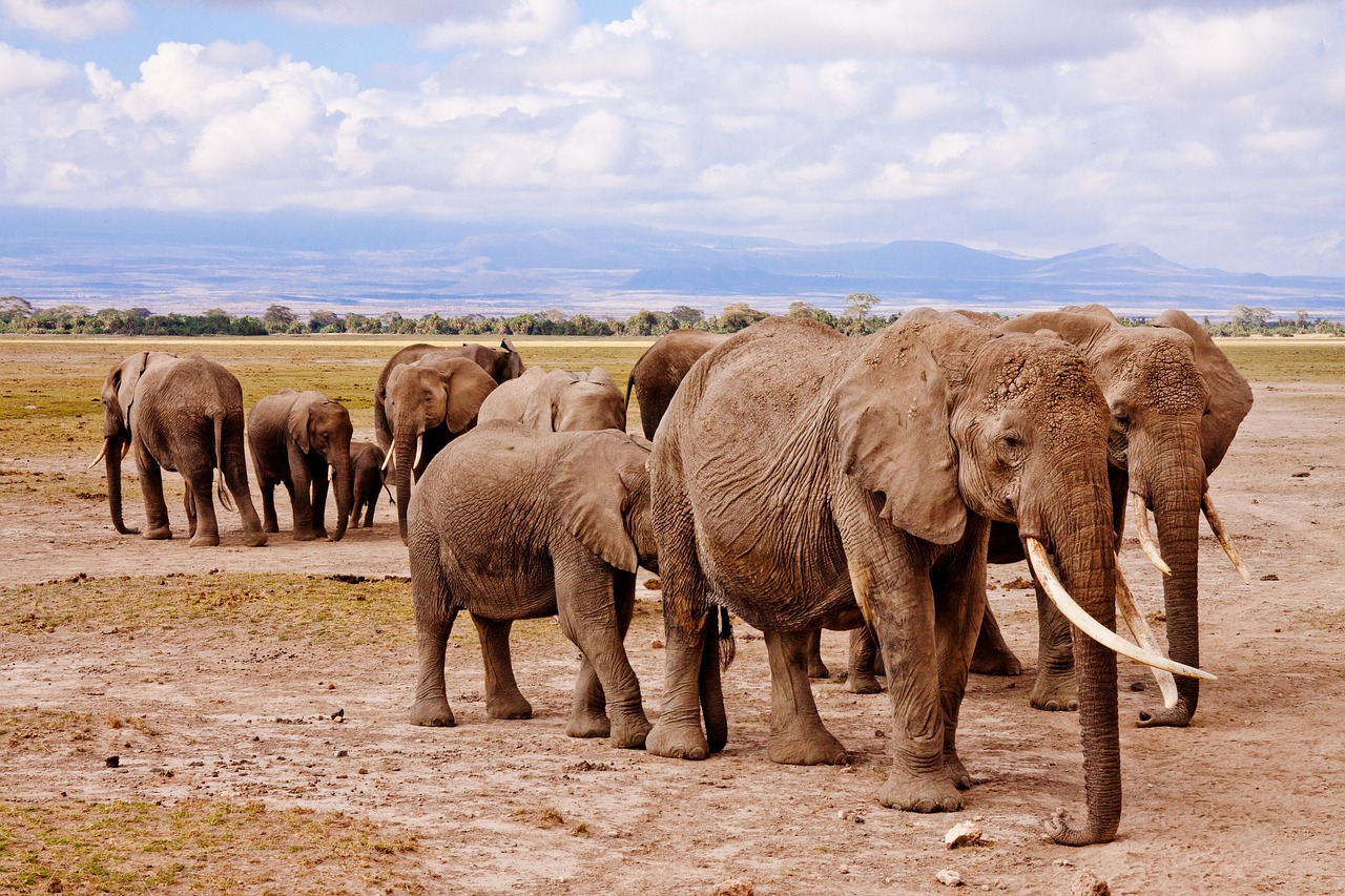 Photo by Poswiecie elephants, family, trunks, nature, tusks, pachyderm, large animals, large mammals, wild, wild animals, wilderness, wildlife, africa, amboseli, animal, safari, national park