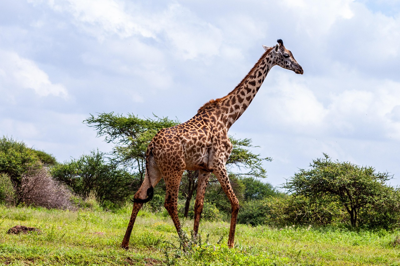 Photo by africavacationsafaris amboseli national park, kenya, africa, kilimanjaro, wild, amboseli, giraffe, wilderness, mammal, animals, wildlife photography, canon, nature, portrait, kilimanjaro, kilimanjaro, kilimanjaro, kilimanjaro, kilimanjaro, amboseli, amboseli, giraffe, giraffe, giraffe, giraffe