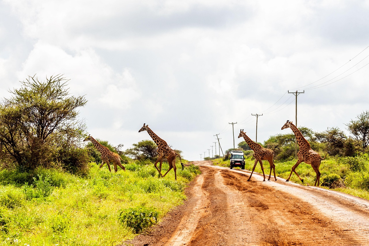 Photo by africavacationsafaris amboseli, nature, amboseli national park, kenya, kenya safari, africa vacation safaris, giraffes, animals, wildlife photography, wilderness, kilimanjaro, travel, wild