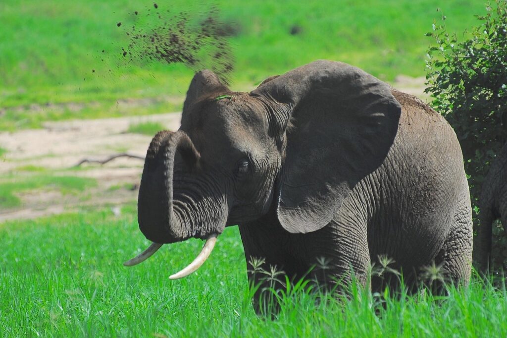 animal, elephant, wildlife, mammal, species, fauna, wild, nature, pachyderm, africa, tarangire