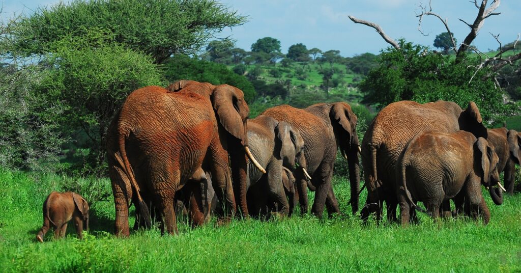elephants, herd of elephants, tarangire national park, wildlife, wilderness, animals, mammals, fauna, nature, africa, pachyderm