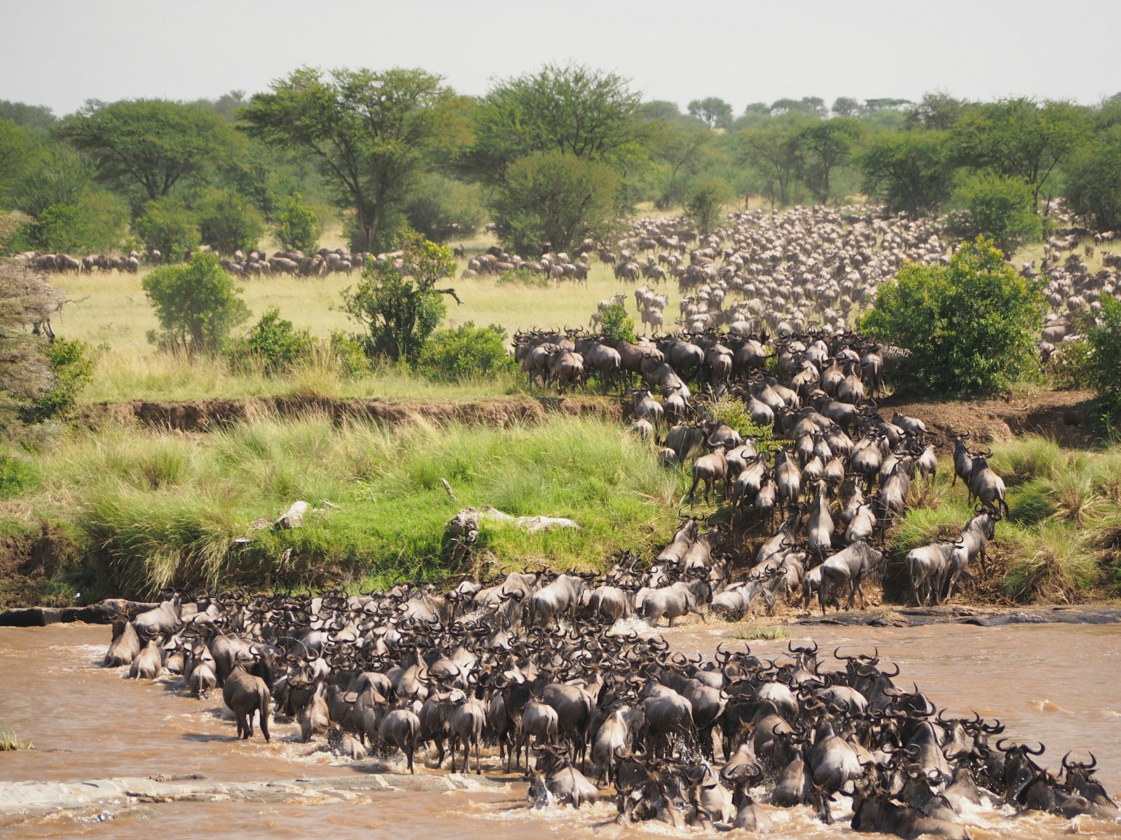 5 Days Lake Manyara, Serengeti, and Ngorongoro Crater Safari Details
