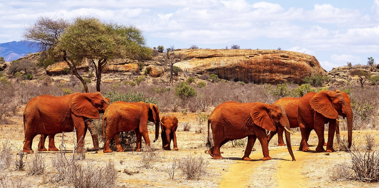 Full Day Group Joining Tour of Tsavo East National Park from Mombasa/Kilindini Harbour