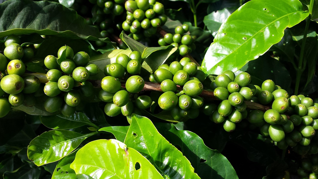 DAY TOUR TO FAIRVIEW COFFEE FARM
