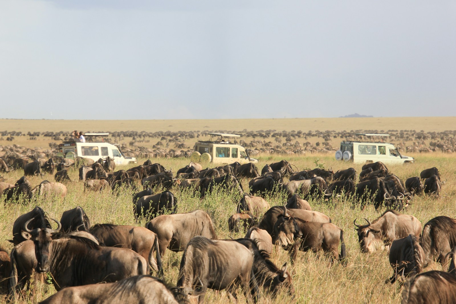 11 DAYS KENYA AND TANZANIA BUDGET SAFARI. (WITH AN EXTRA FULL DAY AT SERENGETI N.P)