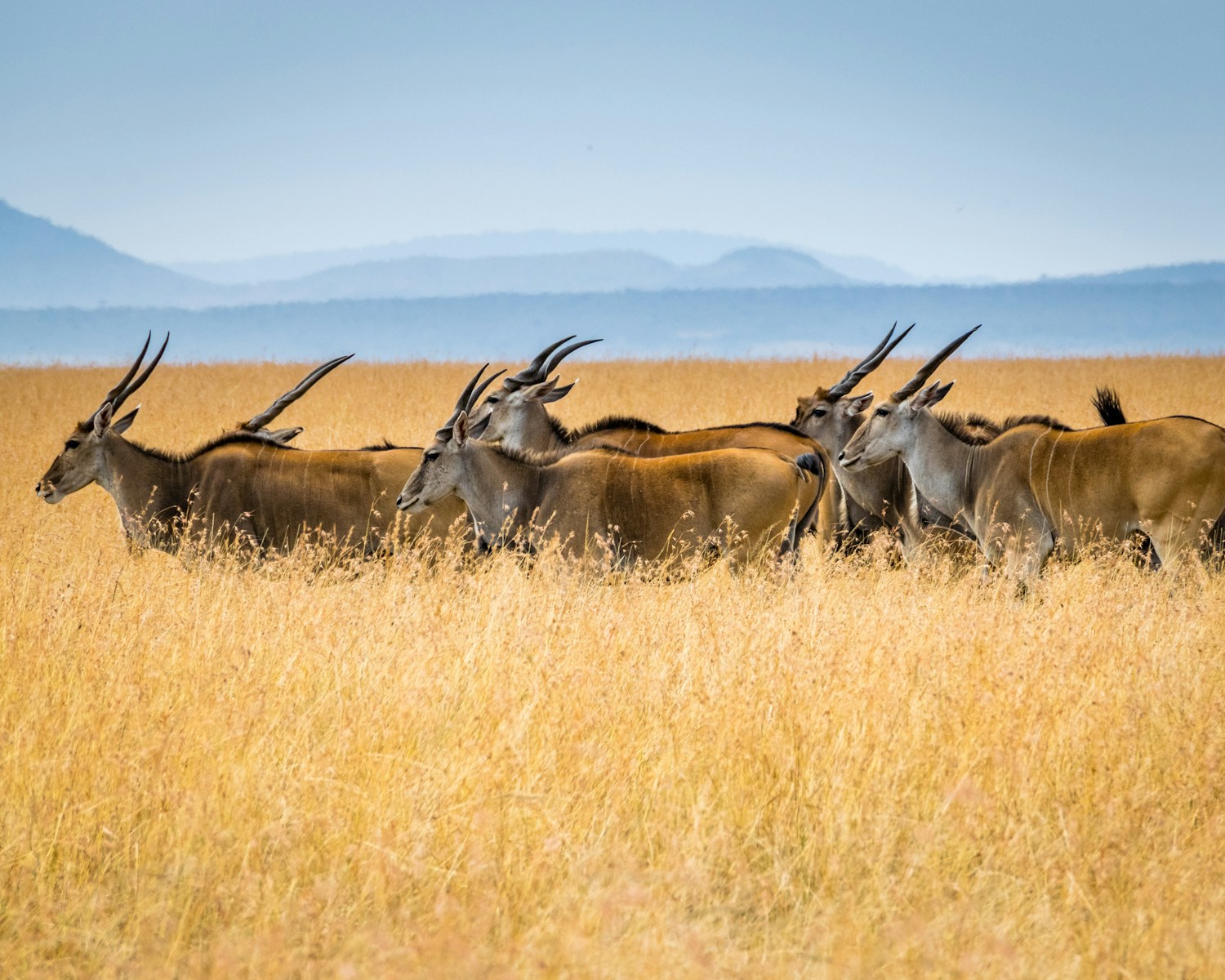 6 DAYS MAASAI MARA, NAKURU AND AMBOSELI BUDGET SAFARI