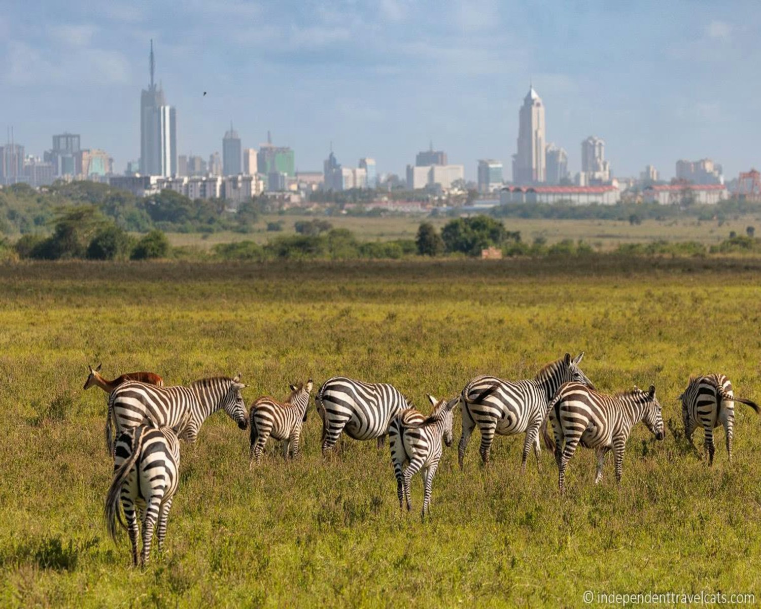 Early morning/afternoon group joining tour to Nairobi National Park 4-5 hours Guided Game Drive